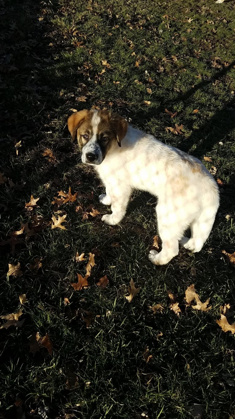 Daisy, a Great Pyrenees and Boxer mix tested with EmbarkVet.com