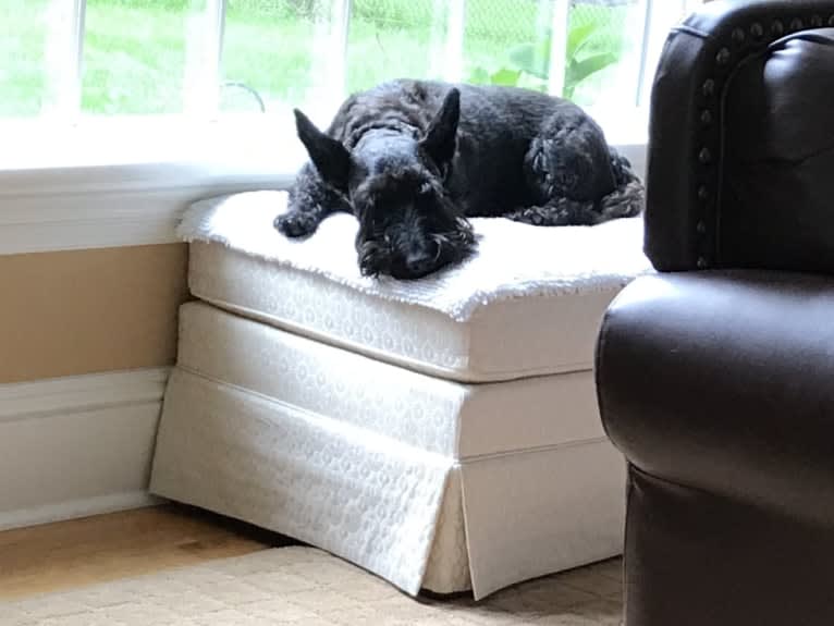 Dughall, a Scottish Terrier tested with EmbarkVet.com