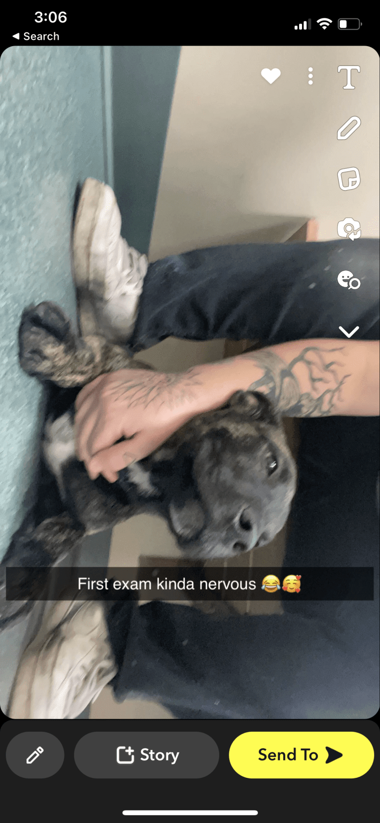 Duke, an American Pit Bull Terrier and Siberian Husky mix tested with EmbarkVet.com