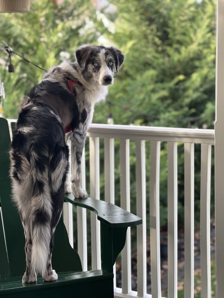 Ziggy, an Australian Shepherd and Border Collie mix tested with EmbarkVet.com