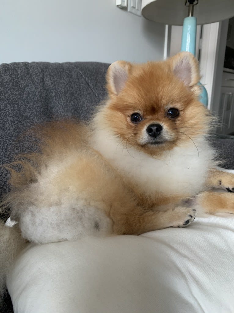 Santino, a Pomeranian tested with EmbarkVet.com