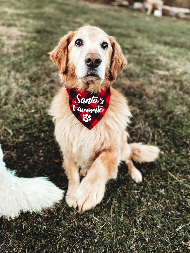 Jake, a Golden Retriever and Cocker Spaniel mix tested with EmbarkVet.com