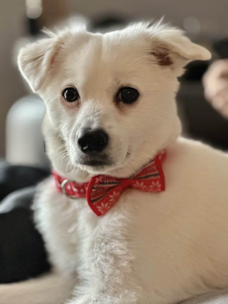 Loki, an Eastern European Village Dog tested with EmbarkVet.com
