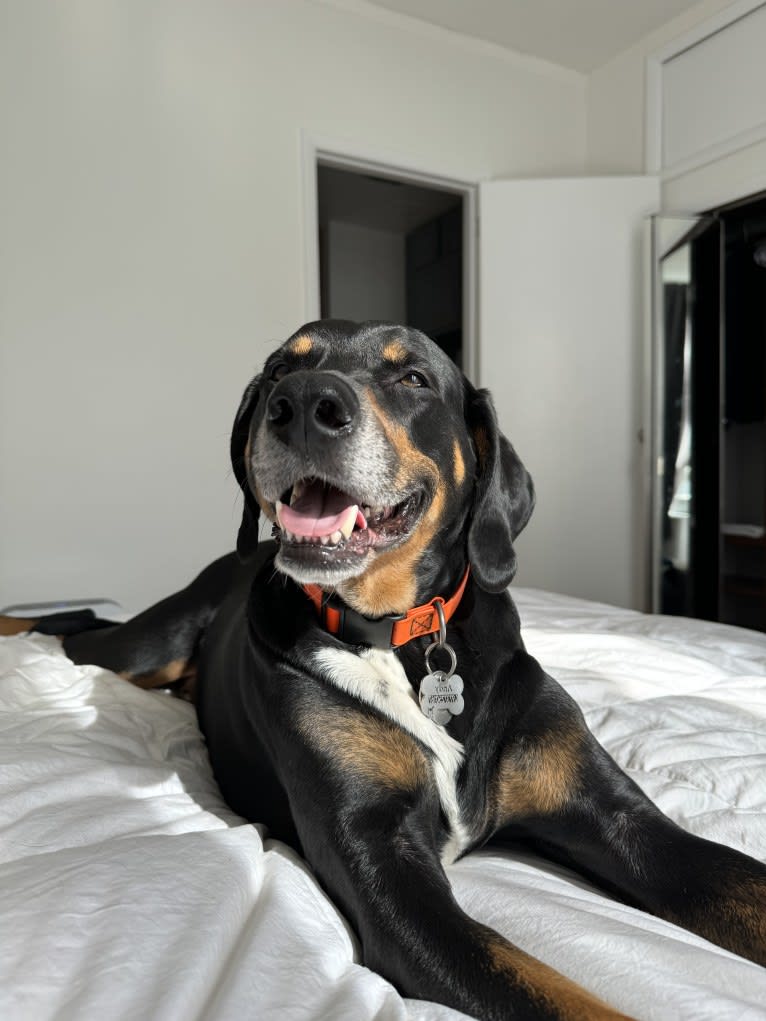 Andy, a Treeing Walker Coonhound and Redbone Coonhound mix tested with EmbarkVet.com