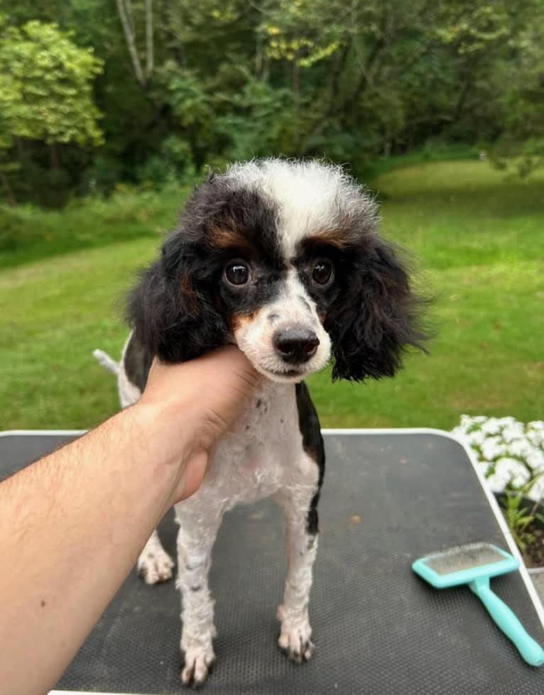 Maya, a Poodle (Small) tested with EmbarkVet.com