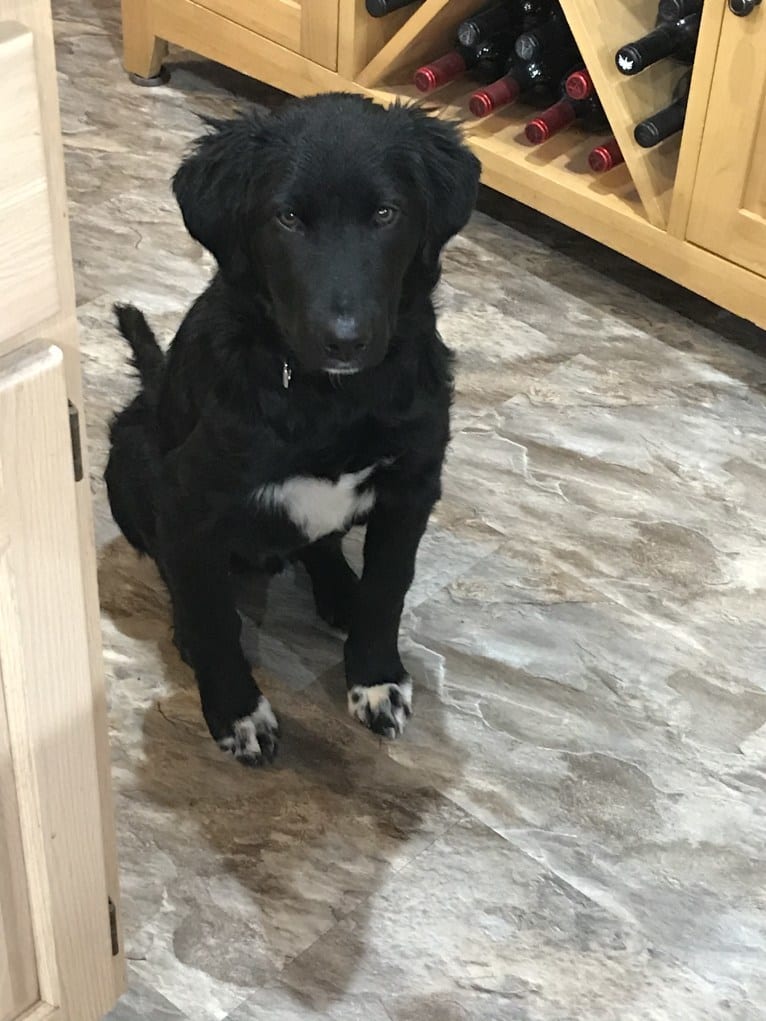 Care Bear Ross, a Labrador Retriever and Australian Cattle Dog mix tested with EmbarkVet.com