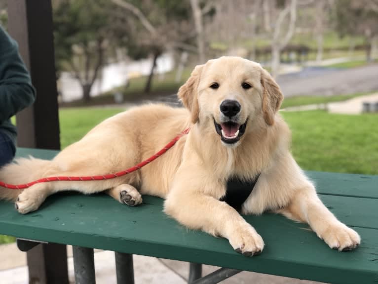 Kai, a Border Collie and Golden Retriever mix tested with EmbarkVet.com