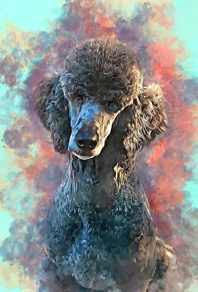 Spirit Rare Element, a Poodle (Standard) tested with EmbarkVet.com