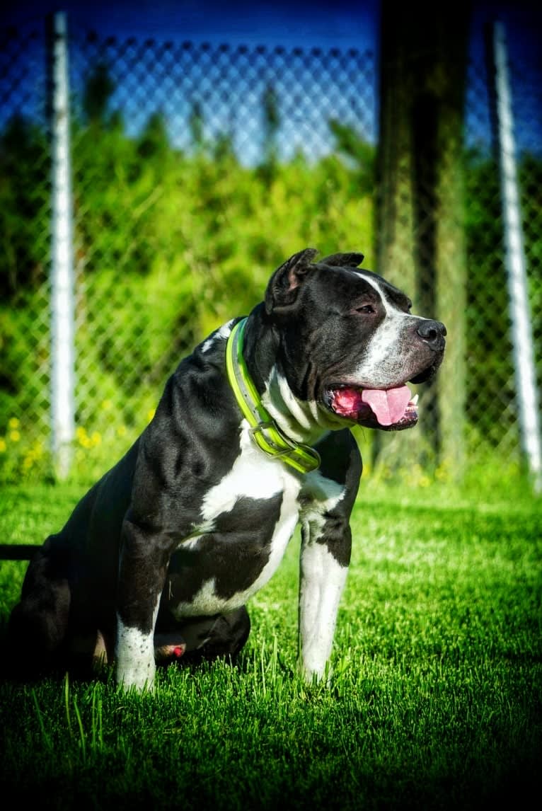 Hex, an American Bully tested with EmbarkVet.com