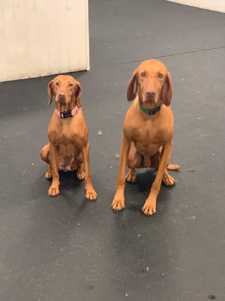 Daisy, a Vizsla tested with EmbarkVet.com