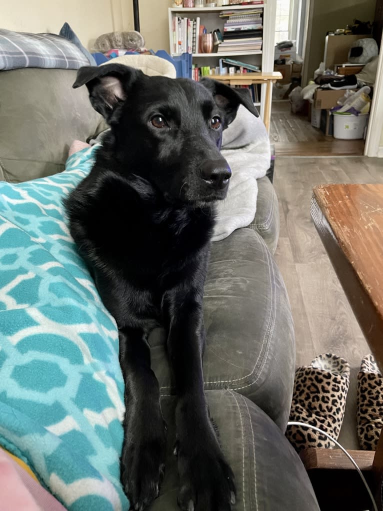 Roxie, a Labrador Retriever and German Shepherd Dog mix tested with EmbarkVet.com