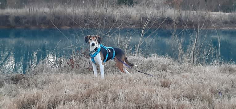 Wilson, a Treeing Walker Coonhound and Australian Shepherd mix tested with EmbarkVet.com