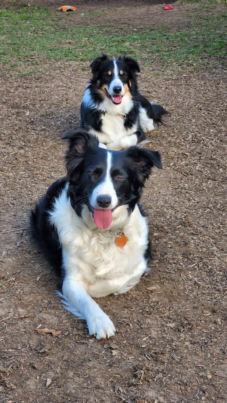 Willow, an Australian Shepherd and Border Collie mix tested with EmbarkVet.com