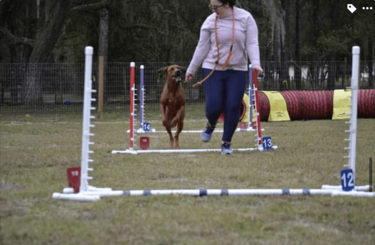 CH Dykumos Autumn Rose Rayleigh Scattered Skies TKN, FDC,ATT, a Rhodesian Ridgeback tested with EmbarkVet.com