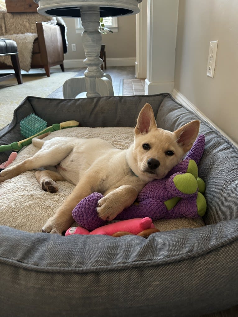 Junie B. Jones, a German Shepherd Dog and Australian Cattle Dog mix tested with EmbarkVet.com