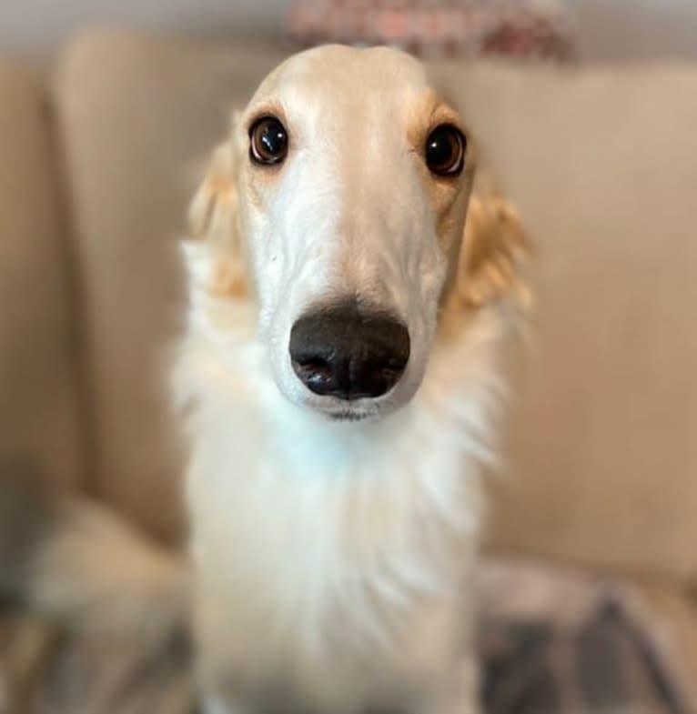 Suki, a Silken Windhound tested with EmbarkVet.com