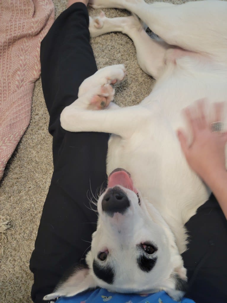 Buster, an American Bully and American Pit Bull Terrier mix tested with EmbarkVet.com