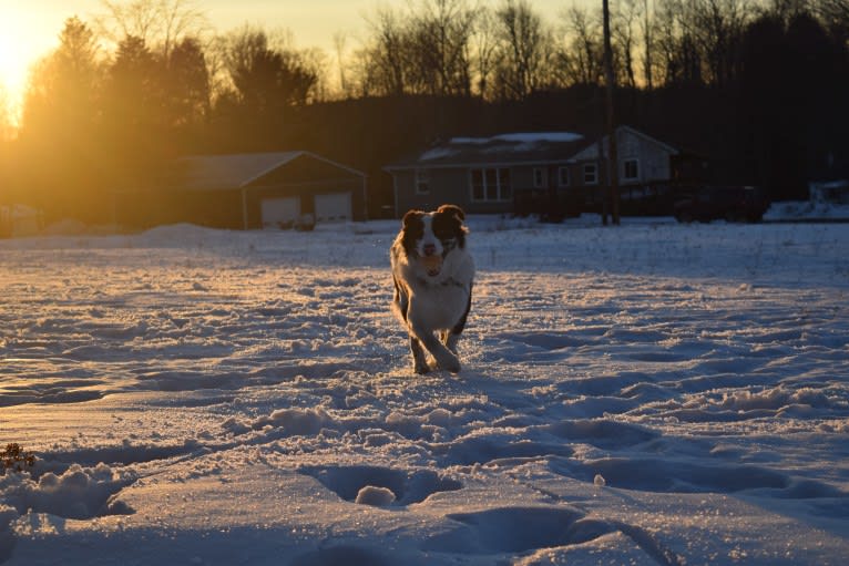 Tate, an Australian Shepherd tested with EmbarkVet.com