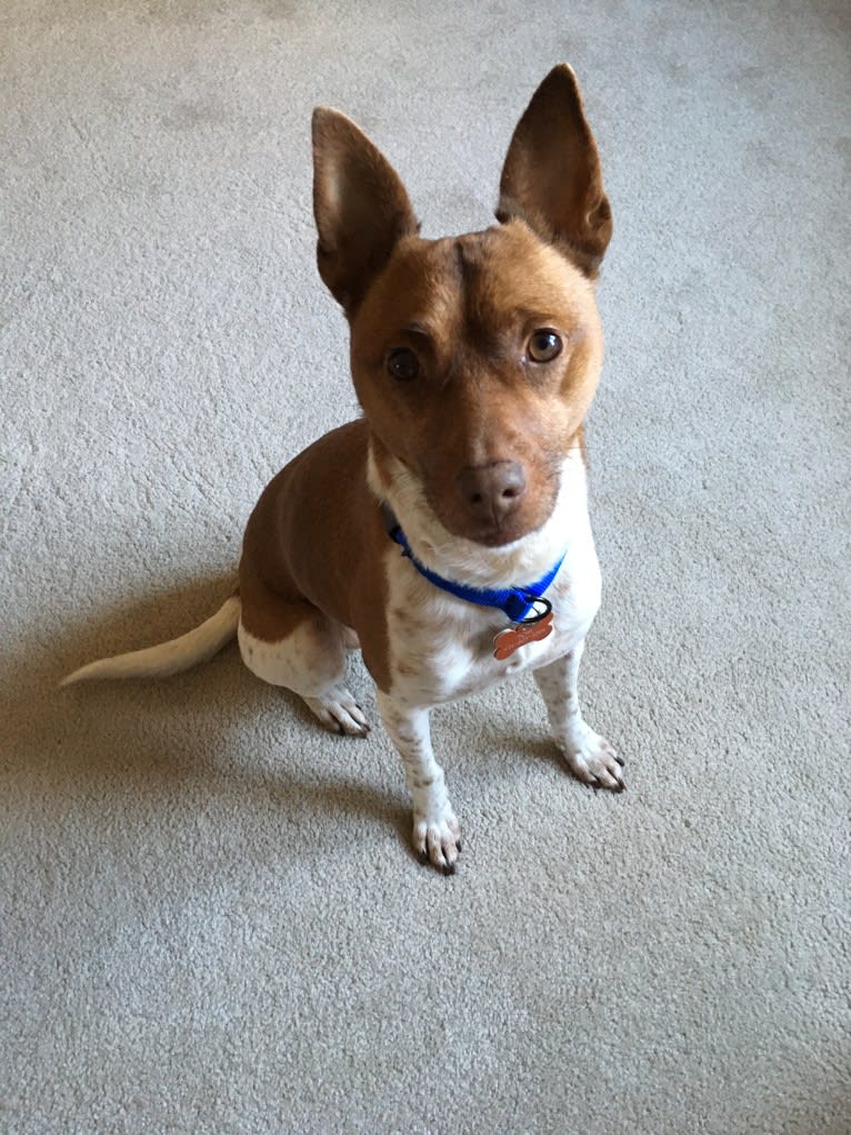 Topi, a Rat Terrier and Chihuahua mix tested with EmbarkVet.com