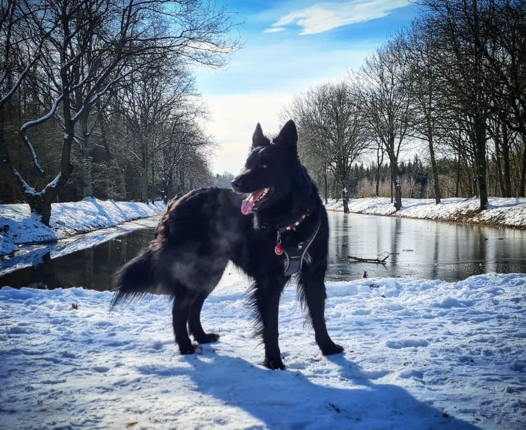 Kiba, a German Shepherd Dog and Siberian Husky mix tested with EmbarkVet.com