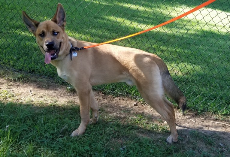 Canyon, a Siberian Husky and Saint Bernard mix tested with EmbarkVet.com