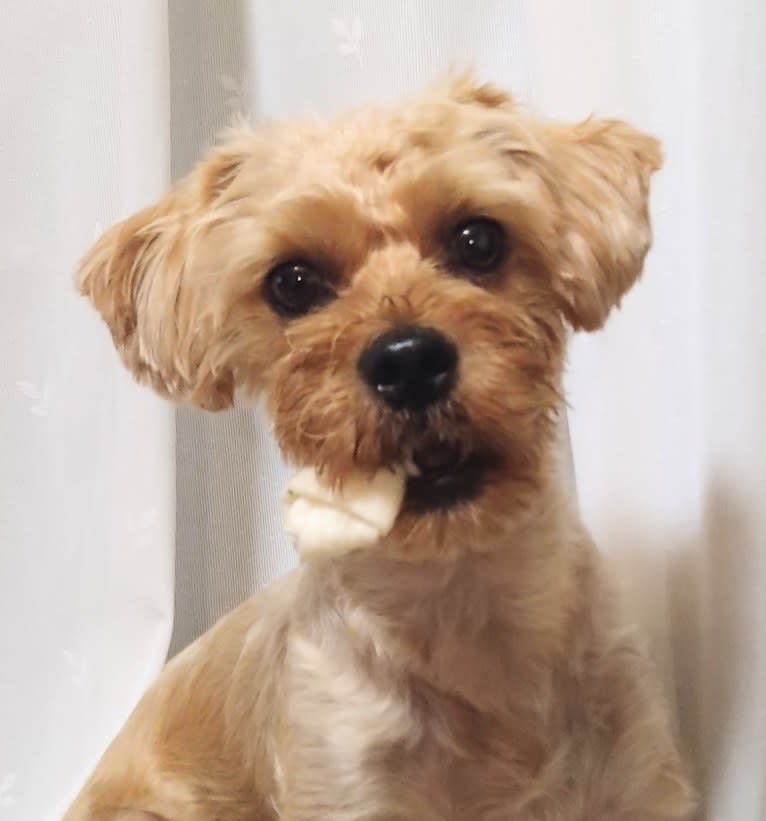 MAX, a Yorkshire Terrier and Shih Tzu mix tested with EmbarkVet.com