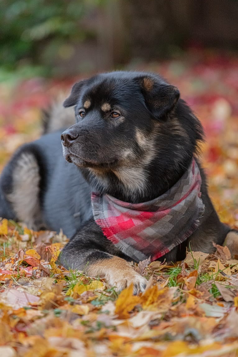 Kaiju Bear, an Akita and Alaskan Malamute mix tested with EmbarkVet.com