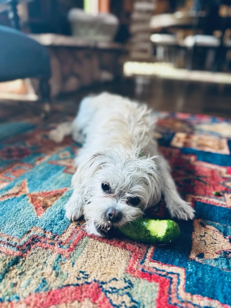 Xochi, a Shih Tzu and Lhasa Apso mix tested with EmbarkVet.com