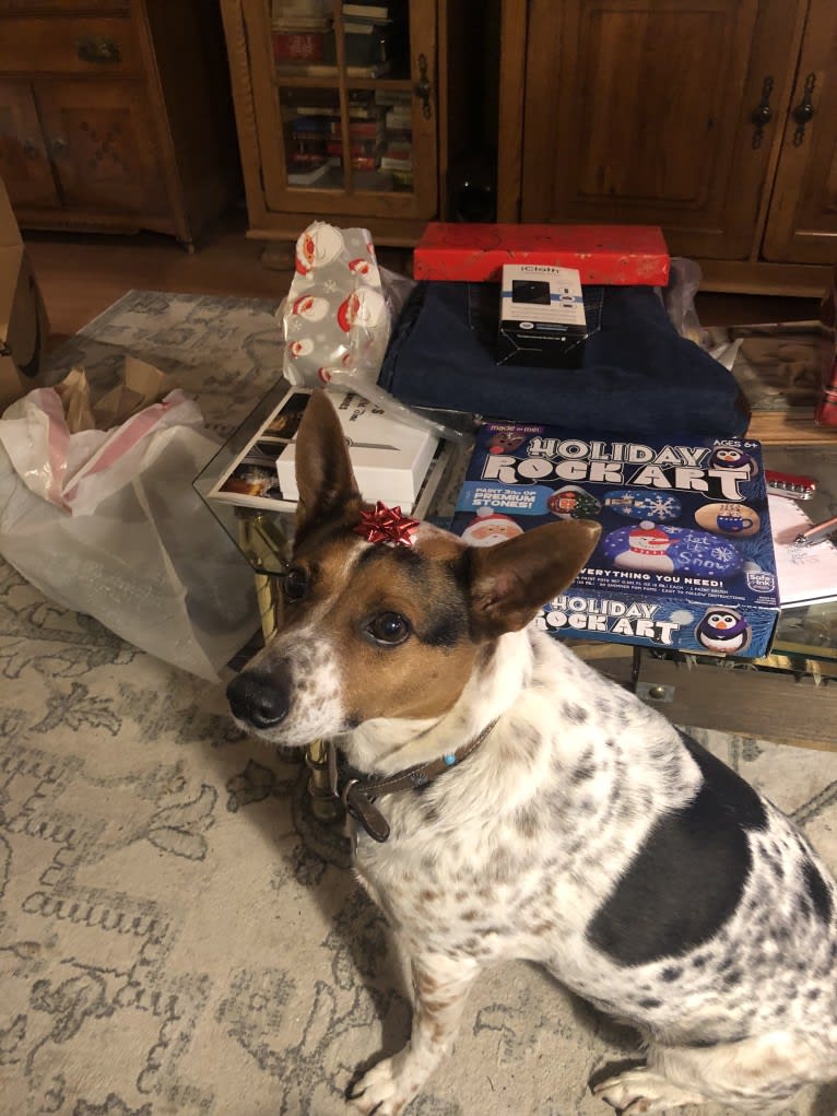 Sadie, an Australian Cattle Dog and Border Collie mix tested with EmbarkVet.com