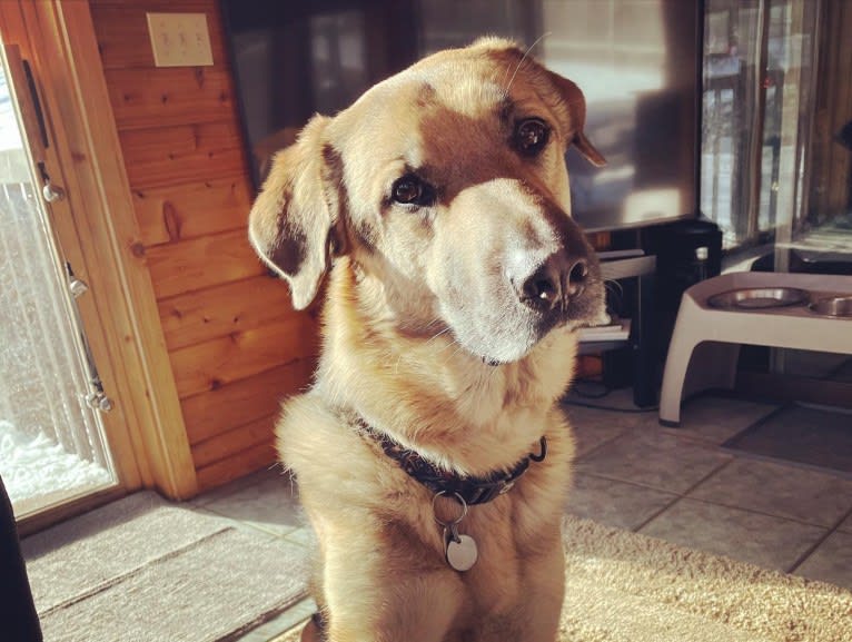 Axl, a German Shepherd Dog and Great Pyrenees mix tested with EmbarkVet.com