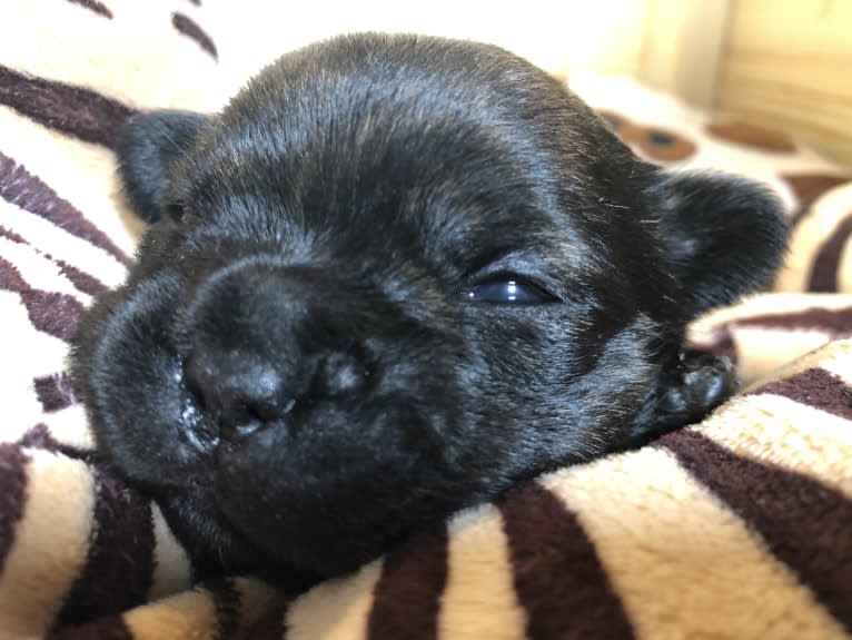 Pelicanos Echse, a French Bulldog tested with EmbarkVet.com