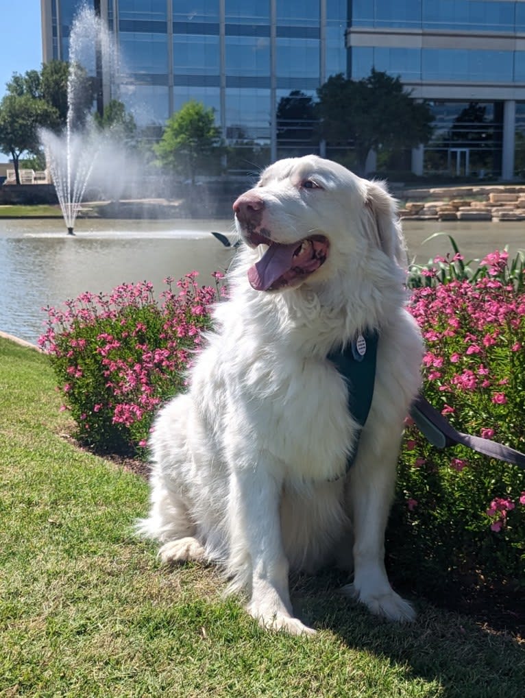 Bear, a Great Pyrenees and Great Dane mix tested with EmbarkVet.com