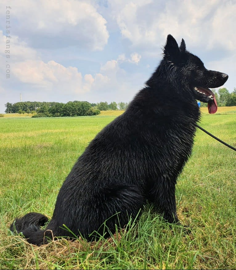 DARYUN, a German Shepherd Dog tested with EmbarkVet.com