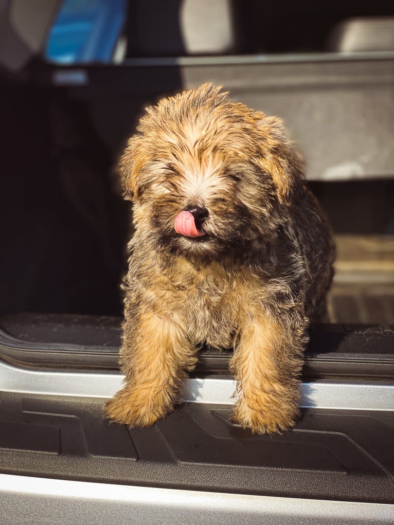 Luna, a Cairn Terrier and Poodle (Small) mix tested with EmbarkVet.com