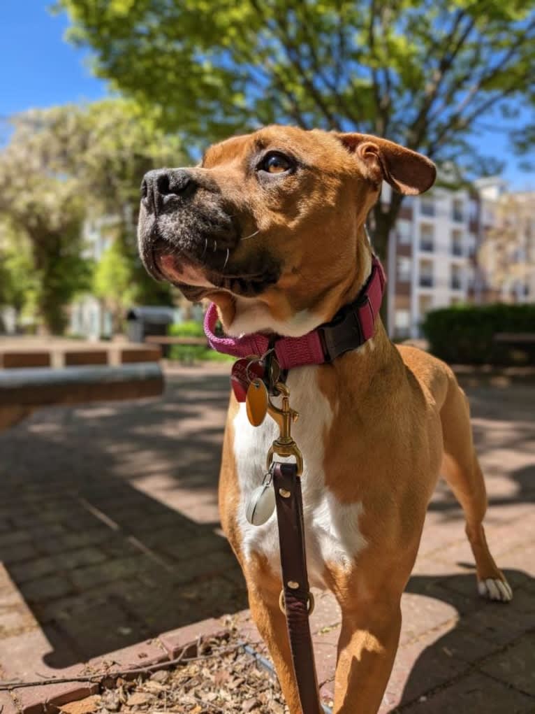 Bear, an American Pit Bull Terrier and French Bulldog mix tested with EmbarkVet.com