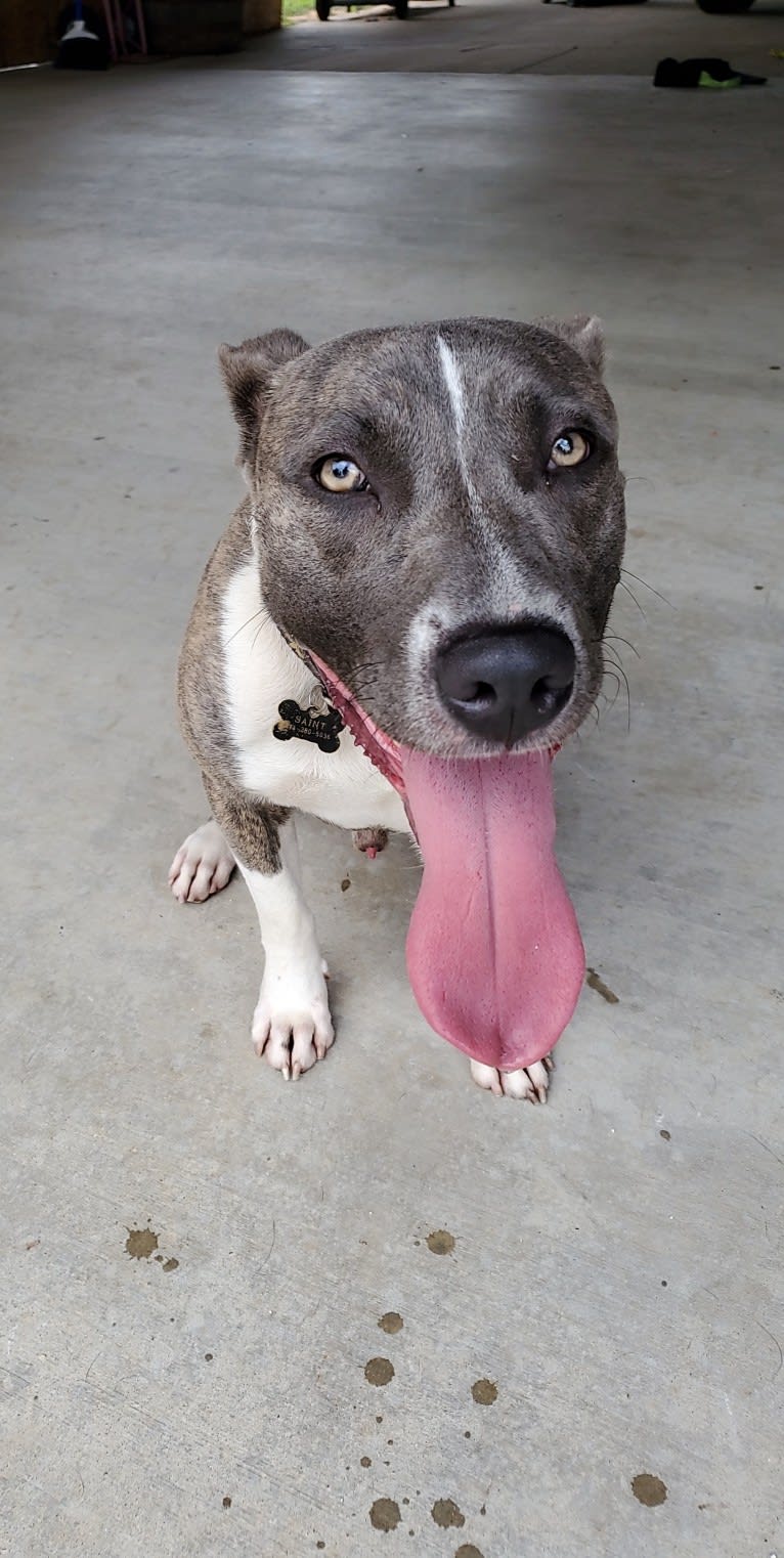 SAINT, an American Pit Bull Terrier and American Staffordshire Terrier mix tested with EmbarkVet.com