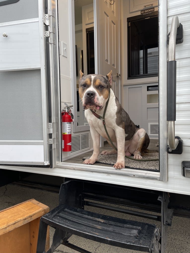 Koda, an American Bully tested with EmbarkVet.com