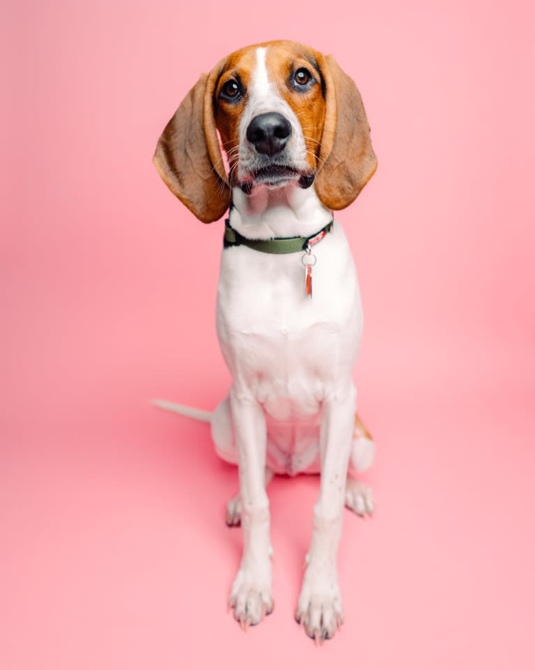 Carl, a Treeing Walker Coonhound tested with EmbarkVet.com