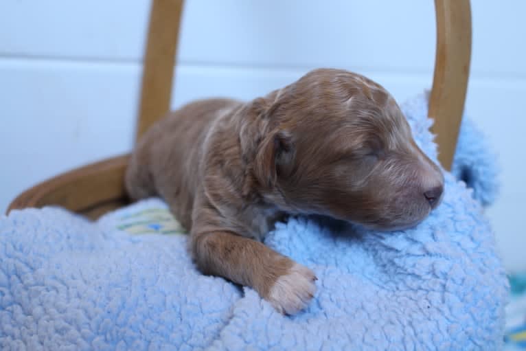 Chaser, a Poodle tested with EmbarkVet.com