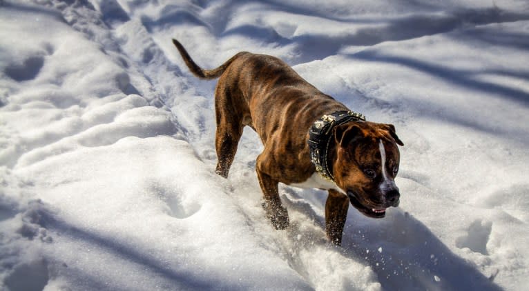 Loki, an American Pit Bull Terrier (4.7% unresolved) tested with EmbarkVet.com