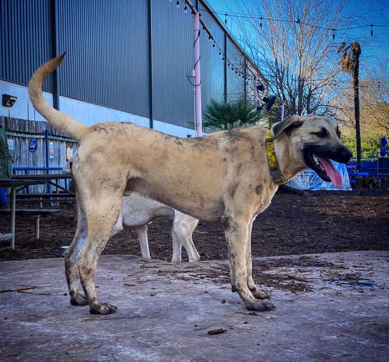 Cuckoo, an Anatolian Shepherd Dog and American Pit Bull Terrier mix tested with EmbarkVet.com