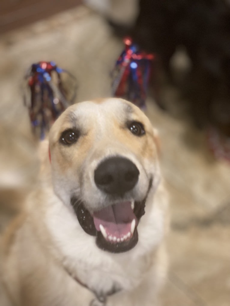 Photo of Maverick, a Great Pyrenees, Australian Shepherd, and German Shepherd Dog mix in Denton, Texas, USA