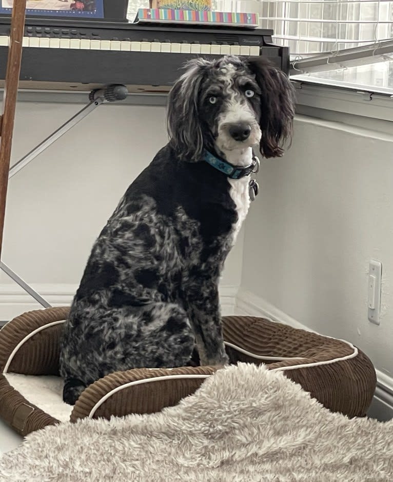 Obi1, an Aussiedoodle (6.3% unresolved) tested with EmbarkVet.com