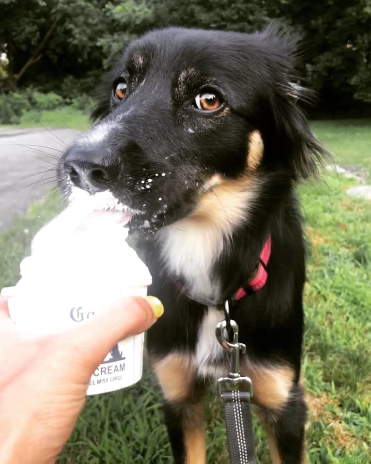 Sierra, a Border Collie and Australian Cattle Dog mix tested with EmbarkVet.com