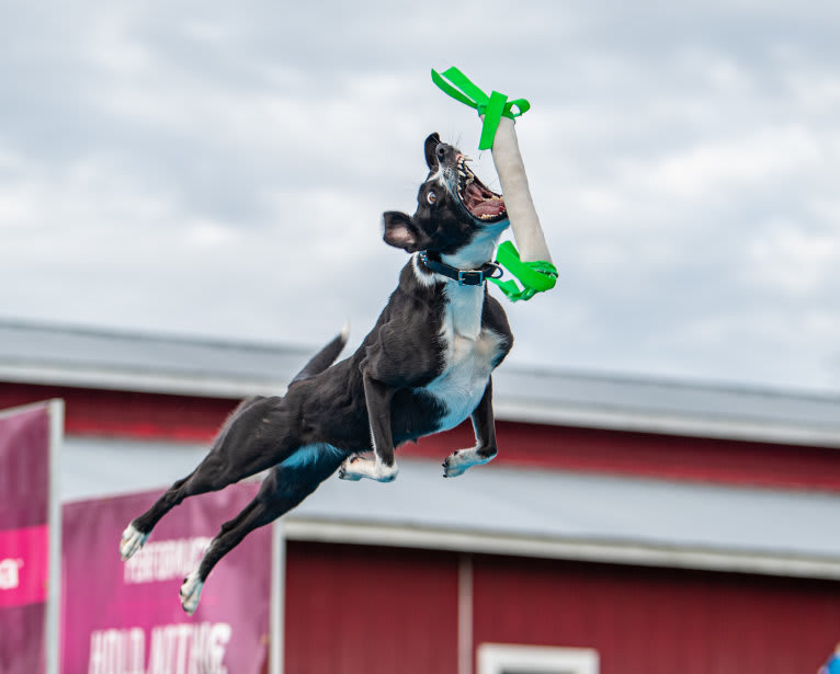 Zen, a Border Collie and Greyhound mix tested with EmbarkVet.com