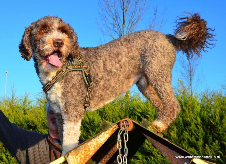 Mocca, a Spanish Water Dog tested with EmbarkVet.com