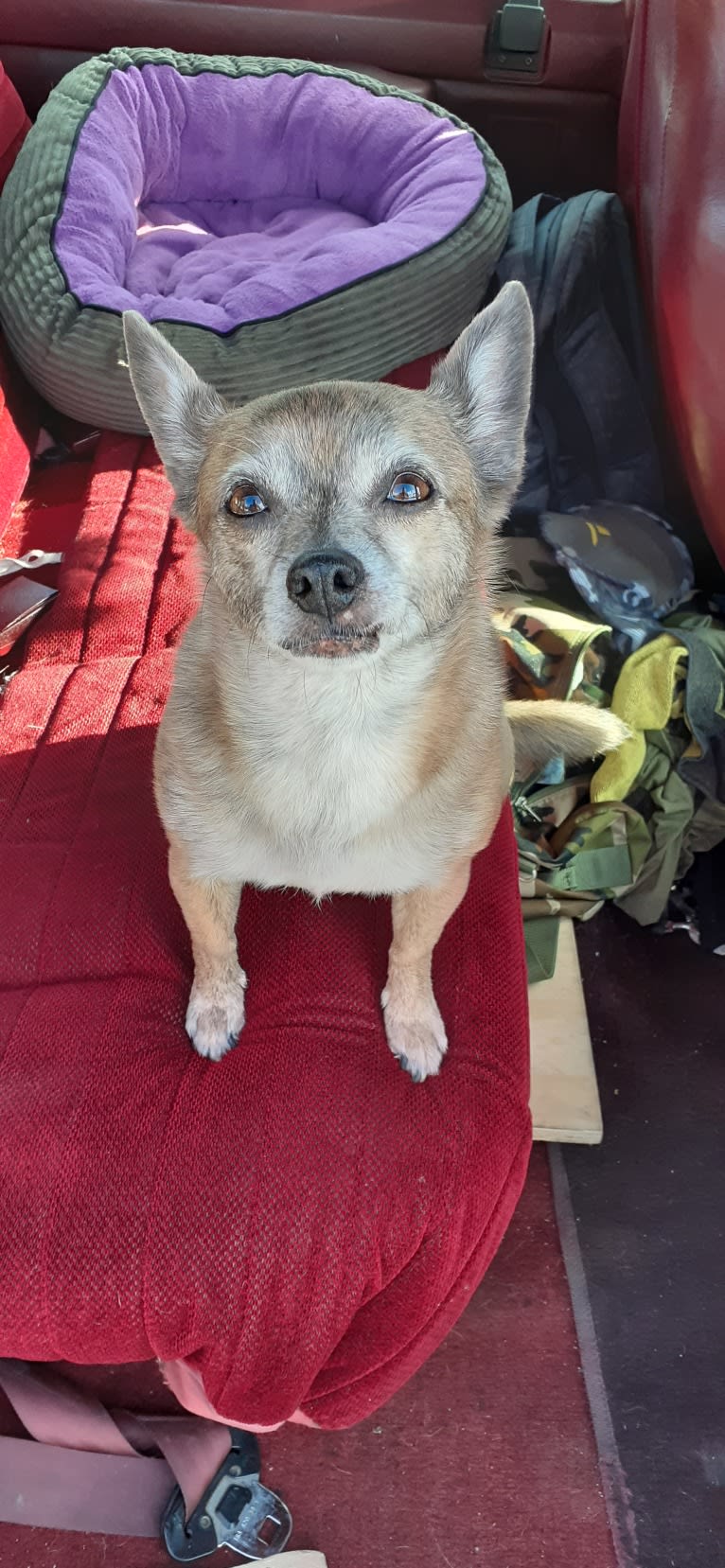 Coco, a Pomchi tested with EmbarkVet.com