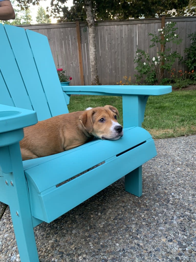 Larry, an American Pit Bull Terrier and American Staffordshire Terrier mix tested with EmbarkVet.com