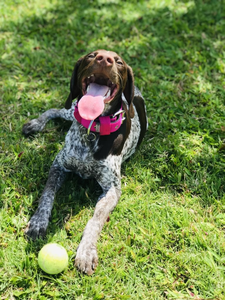 Marcela, a German Shorthaired Pointer tested with EmbarkVet.com