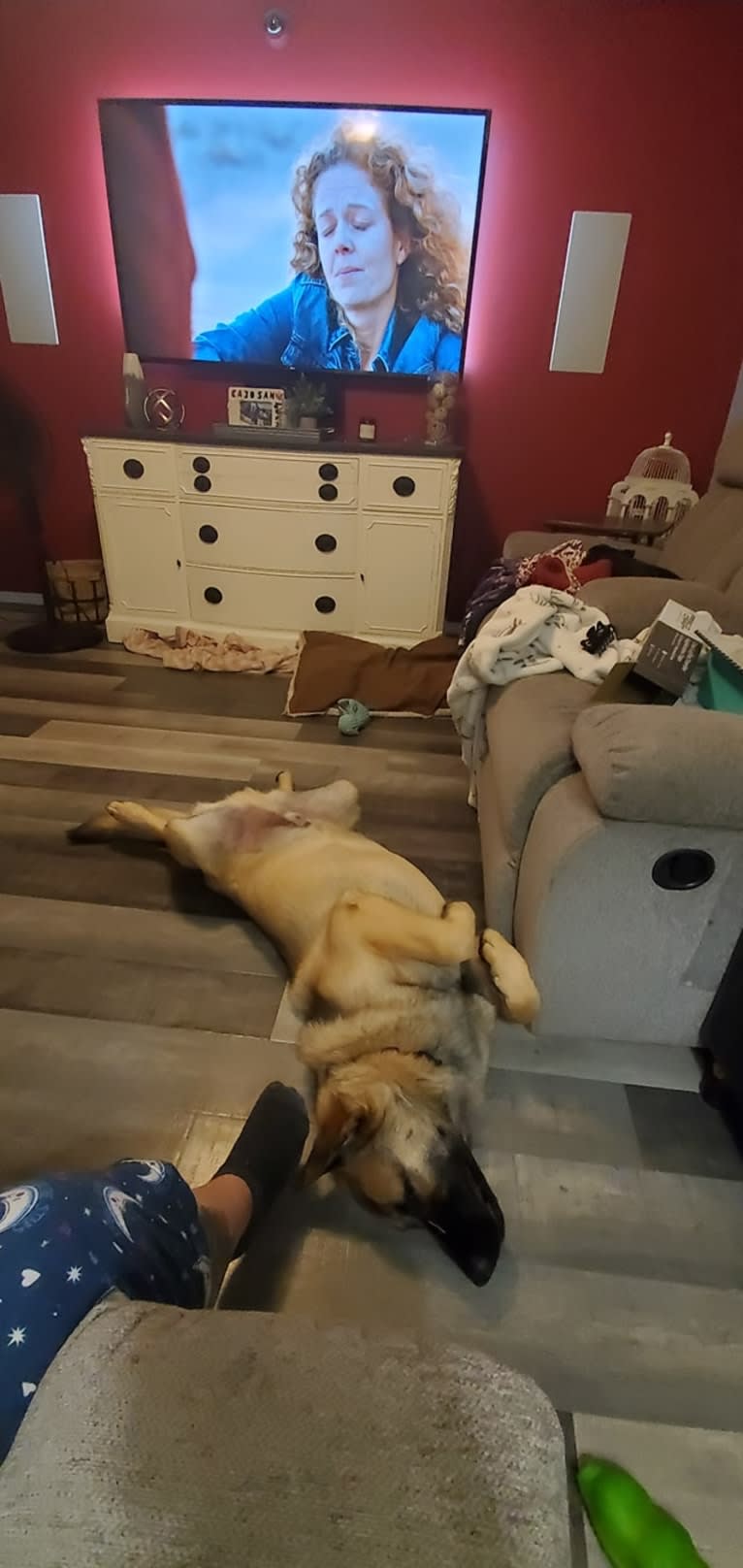 Bear, a German Shepherd Dog and Australian Cattle Dog mix tested with EmbarkVet.com